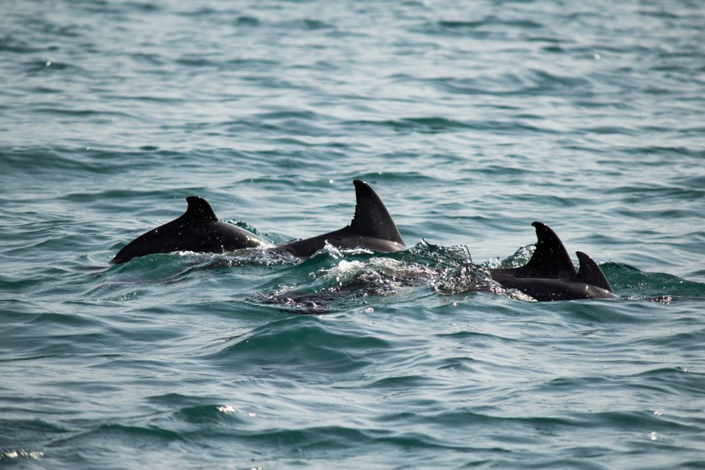 Maiorca: tour de 2 horas ao nascer do sol no mar e golfinhos