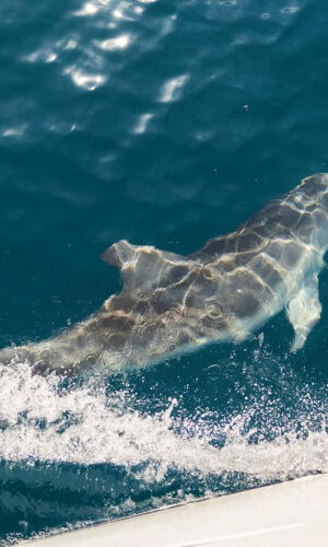 Mallorca: Crucero de 2 horas con amanecer en el mar y delfines