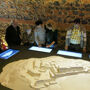 Guided Tour to Hostalric Castle