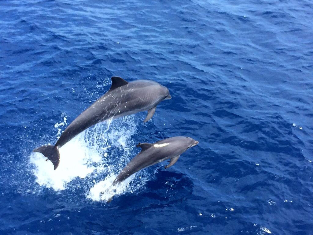 Santa Ponsa: Excursión en barco para avistar delfines
