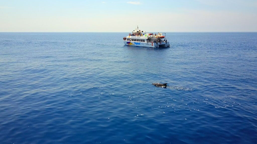 Santa Ponsa: Excursión en barco para avistar delfines