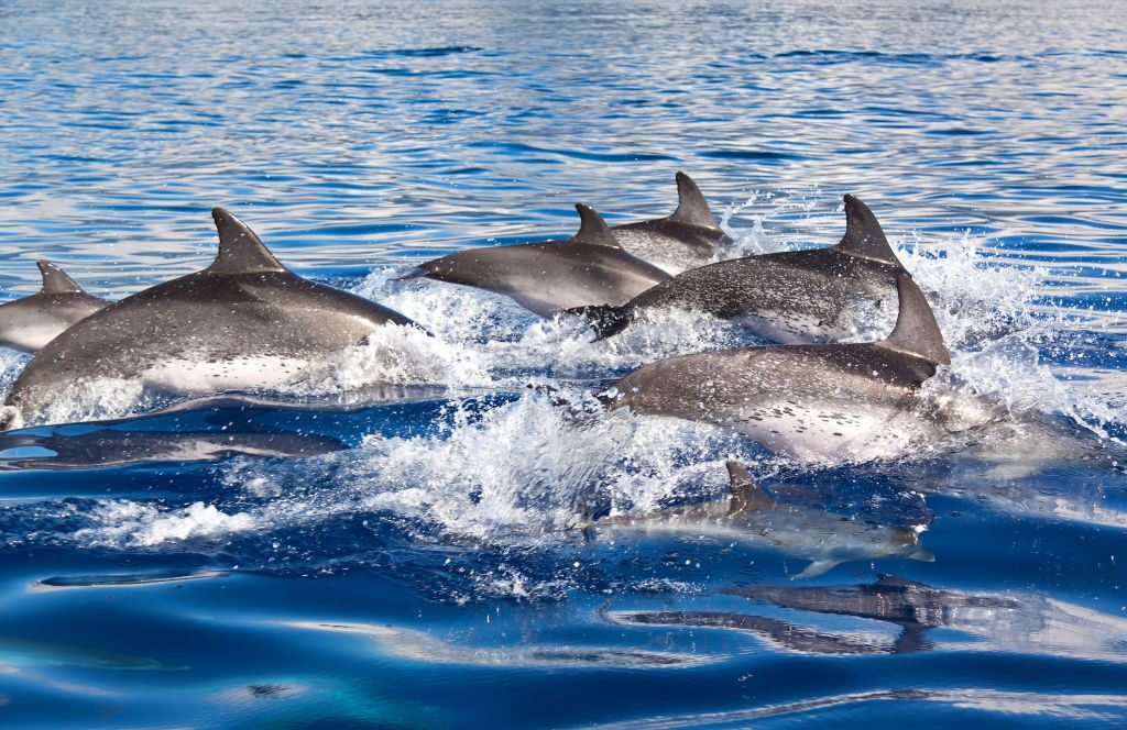 Santa Ponsa: Excursión en barco para avistar delfines
