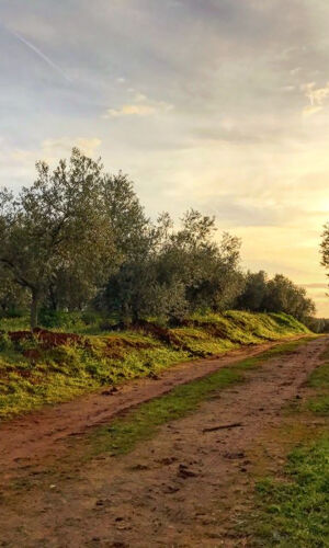 Hacienda olivar desde Sevilla: Visita guiada