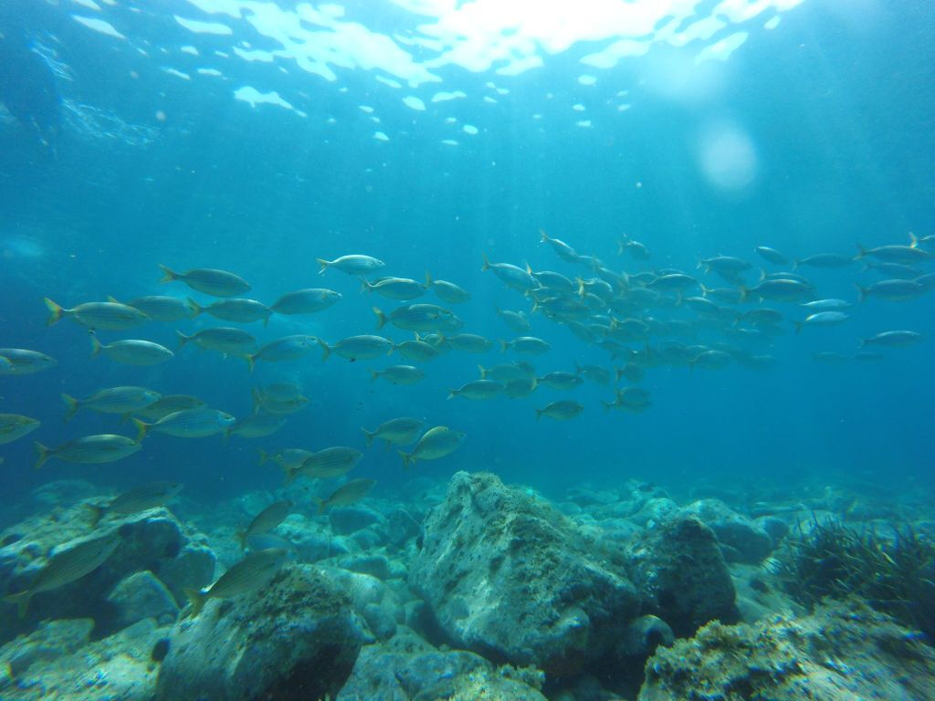 Tour di un giorno in kayak e snorkeling a La Costa Brava (da Barcellona)