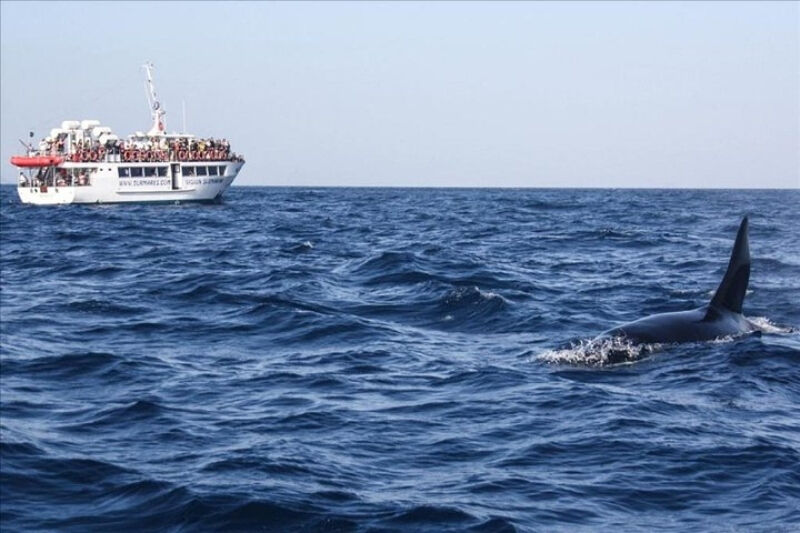 Gibraltar Whale and Dolphin Watching from Seville