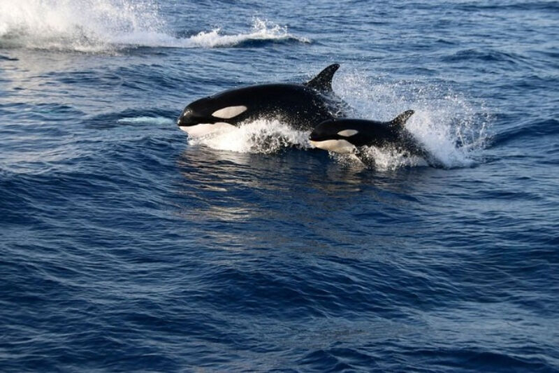 Gibraltar Whale and Dolphin Watching from Seville
