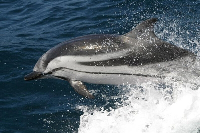 Gibraltar Whale and Dolphin Watching from Seville