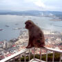 Gibraltar: Sightseeing Tour from Seville