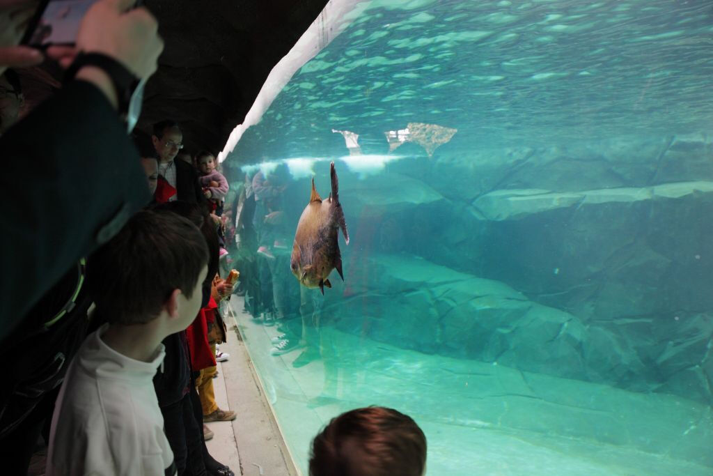 Parc Zoologique de Paris (Zoo de Vincennes): Billet d'entrée