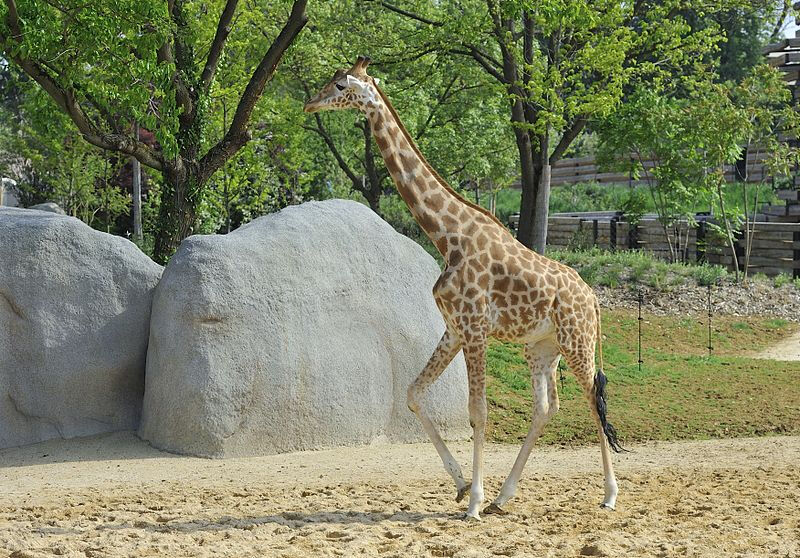 Parc Zoologique de Paris (Zoo de Vincennes): Billet d'entrée