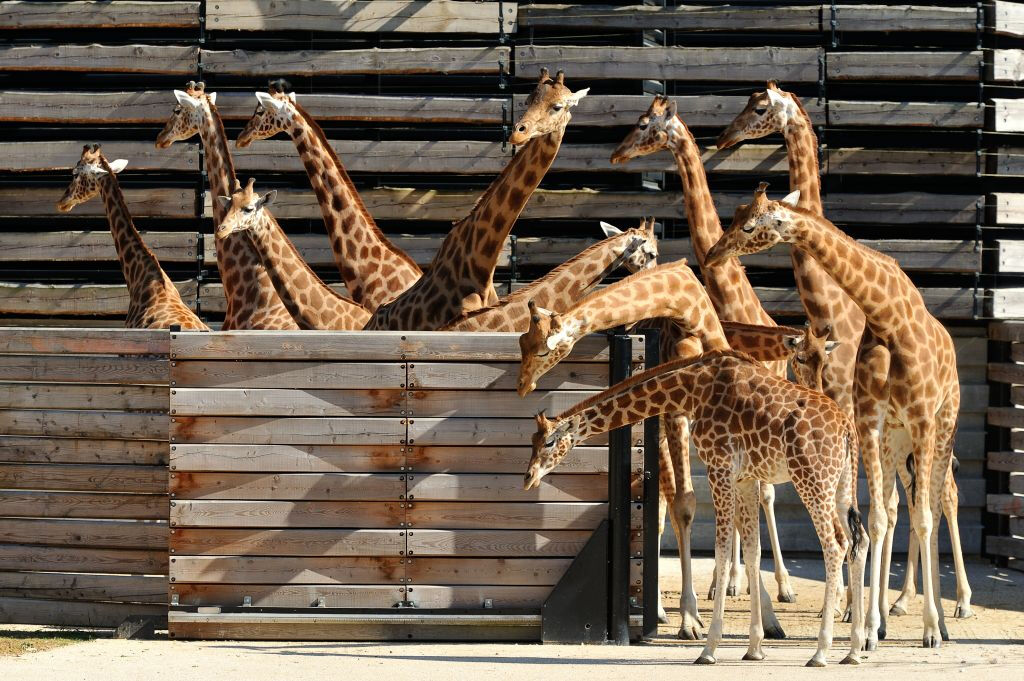 Parc Zoologique de Paris (Zoo de Vincennes): Billet d'entrée