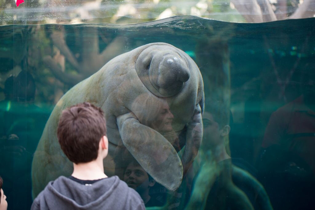 Parc Zoologique de Paris (Zoo de Vincennes): Billet d'entrée