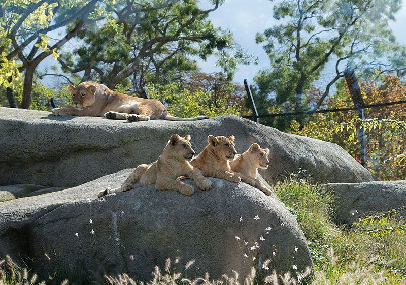 Parc Zoologique de Paris (Zoo de Vincennes): Billet d'entrée
