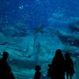 Acuario de París: Entrada