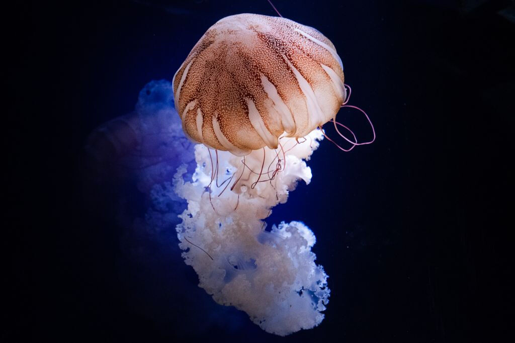 Aquarium de Paris