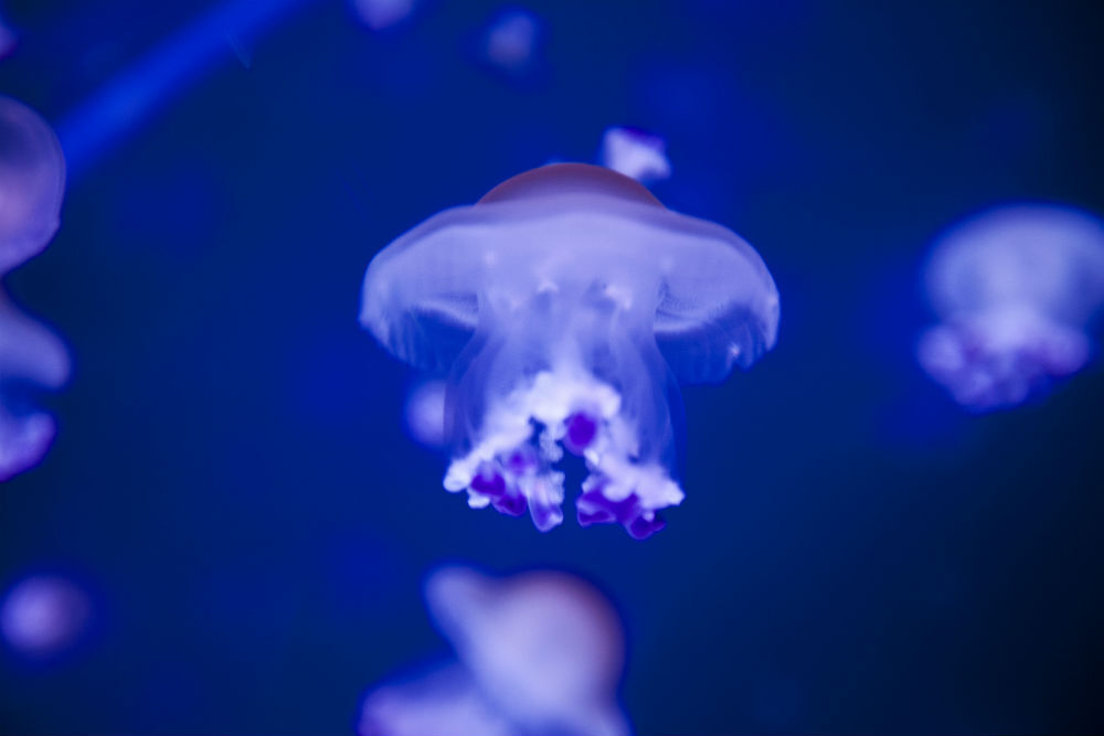 Aquarium de Paris