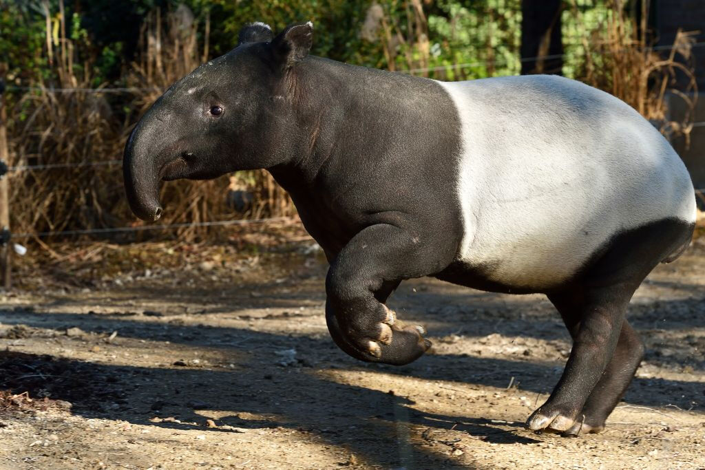 Ménagerie, zoológico do Jardin des Plantes: sem filas