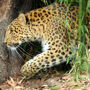 Ménagerie, Zoo of the Jardin des Plantes: Skip The Line