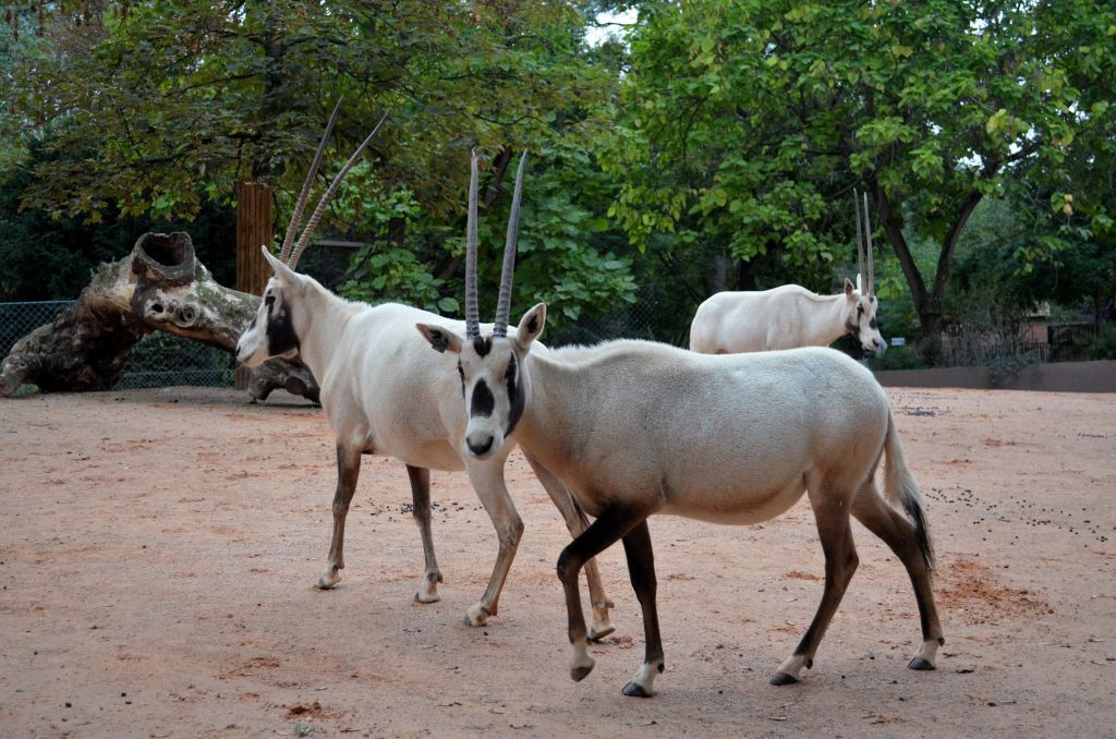 Ménagerie, zoológico do Jardin des Plantes: sem filas