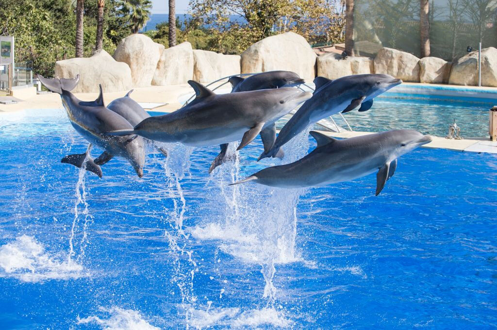 Marineland Côte d'Azur: Entry Ticket