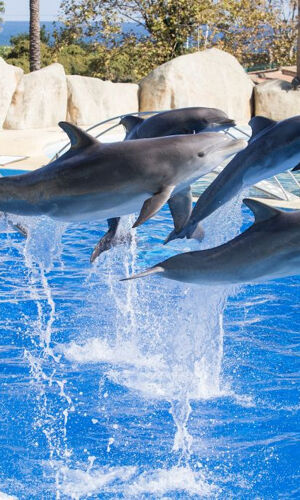 Marineland Côte d'Azur: Billet d'entrée