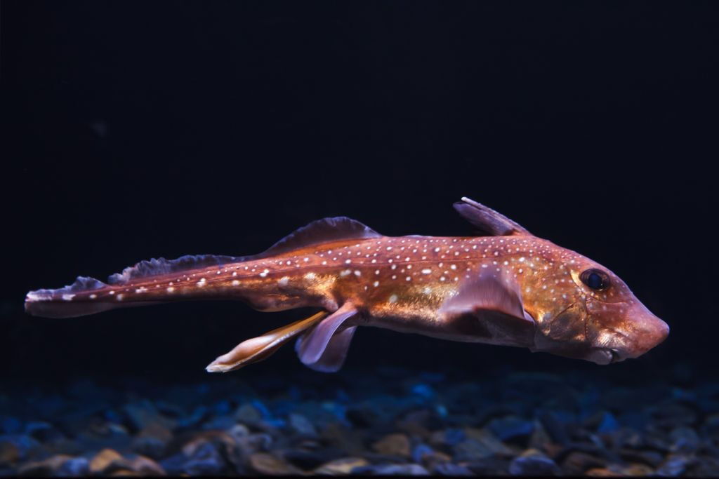 Aquarium Nausicaá: Billet coupe-file