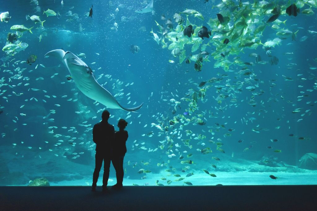 Aquarium Nausicaá: Billet coupe-file