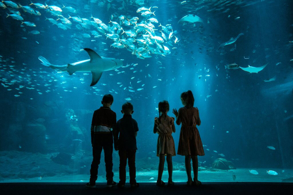 Aquarium Nausicaá: Billet coupe-file