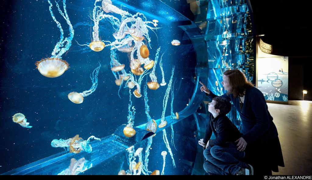 Aquarium Nausicaá: Billet coupe-file