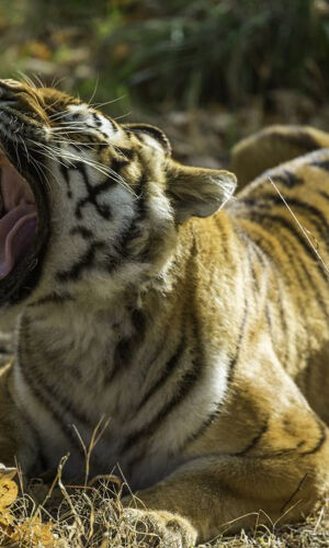 Thoiry ZooSafari: Skip The Line