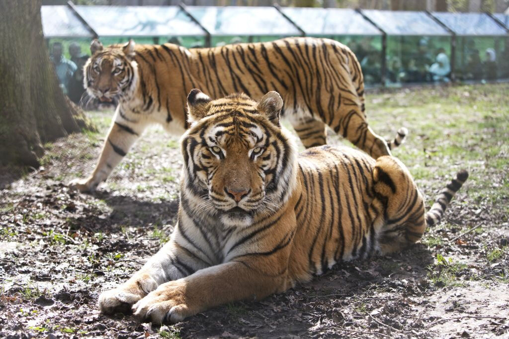 ZooSafari de Thoiry: sem filas
