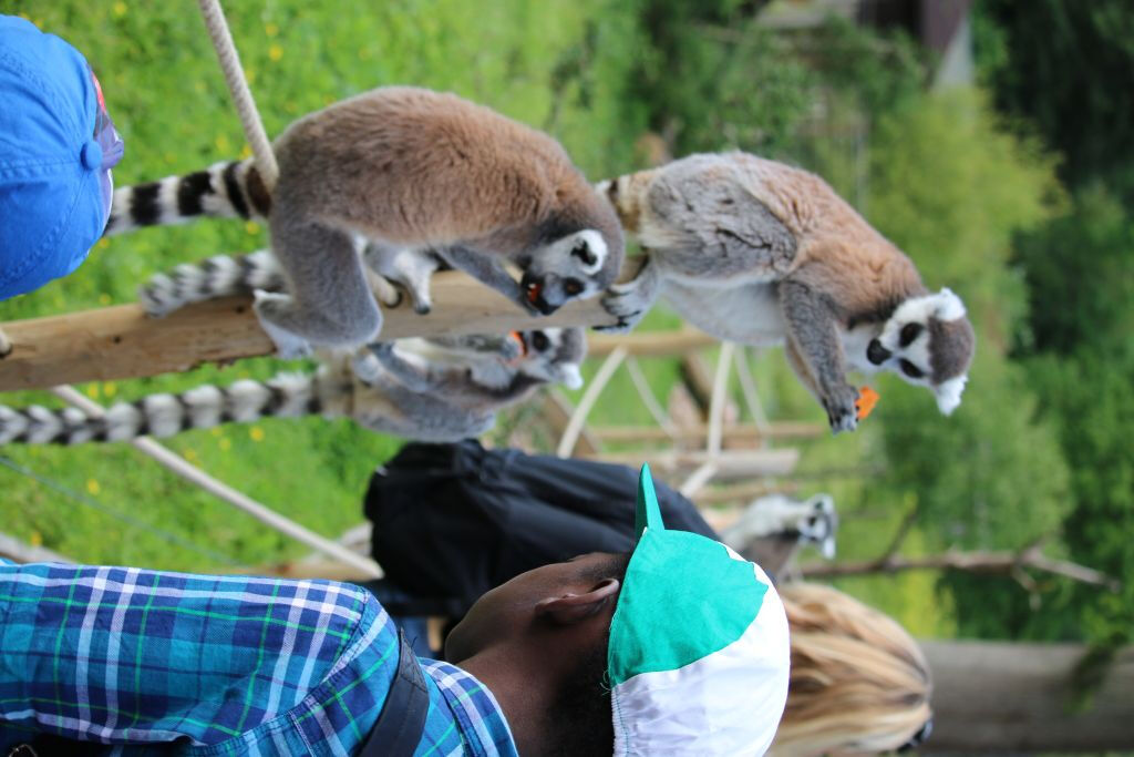 ZooSafari de Thoiry: sem filas