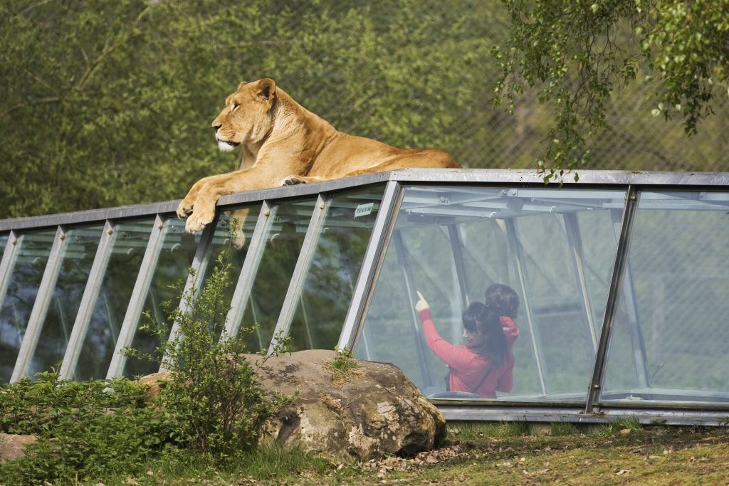 ZooSafari de Thoiry: sem filas