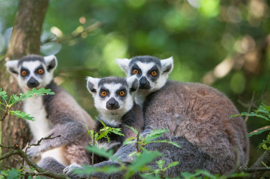 Safari de Peaugres: Bilhete de entrada