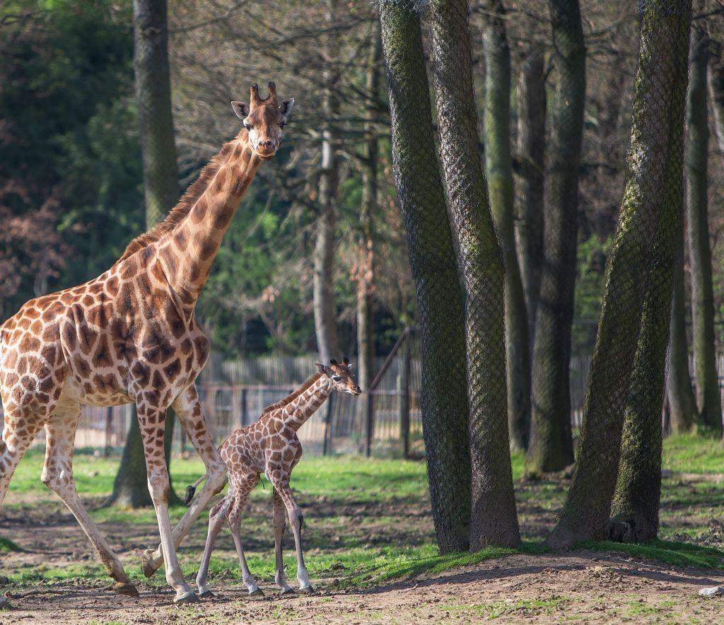 Safari de Peaugres: Entrada