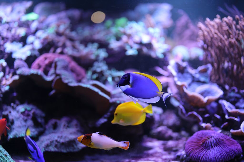 Amnéville Aquarium: Fast Track Ticket