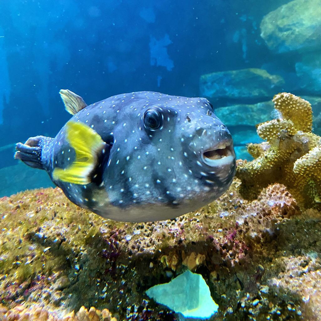 Aquarium d'Amnéville: Billet avec accès rapide