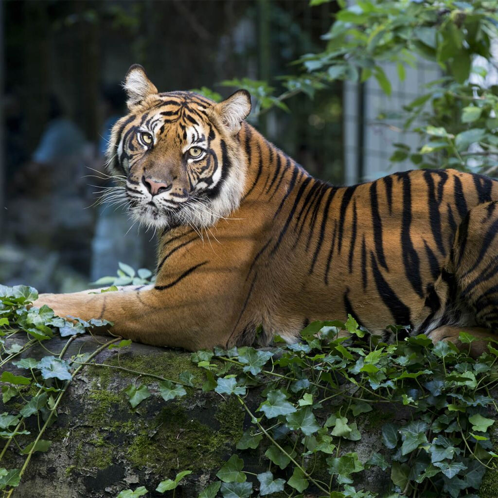 ZooParc de Beauval: Billet d'entrée