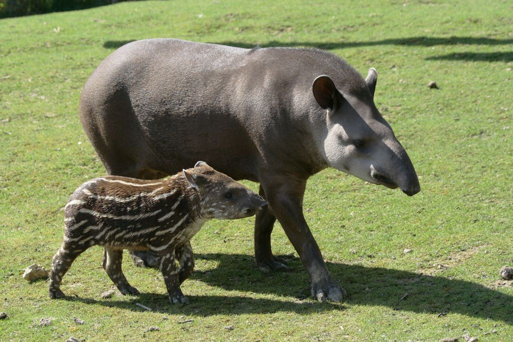 ZooParc de Beauval: Billet d'entrée