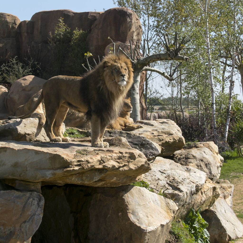 ZooParc de Beauval: Billet d'entrée
