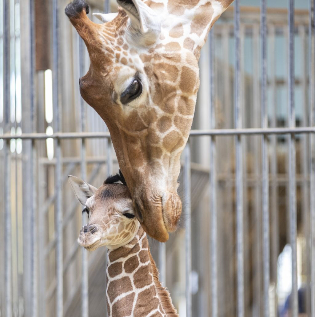 ZooParc de Beauval: Billet d'entrée