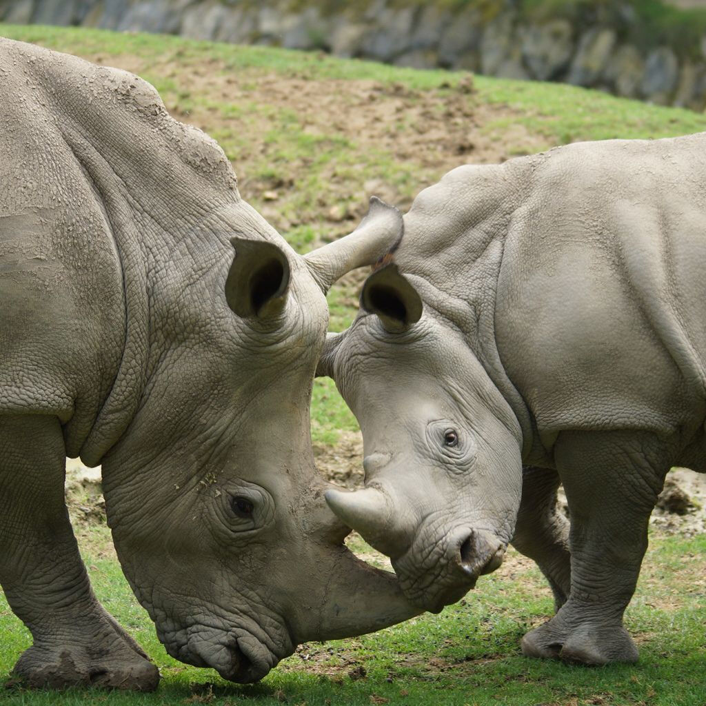 ZooParc de Beauval: Billet d'entrée