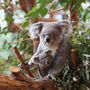 ZooParc de Beauval: Entry Ticket