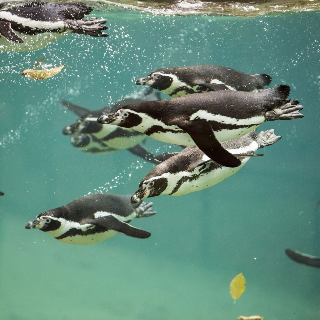 ZooParc de Beauval: Billet d'entrée