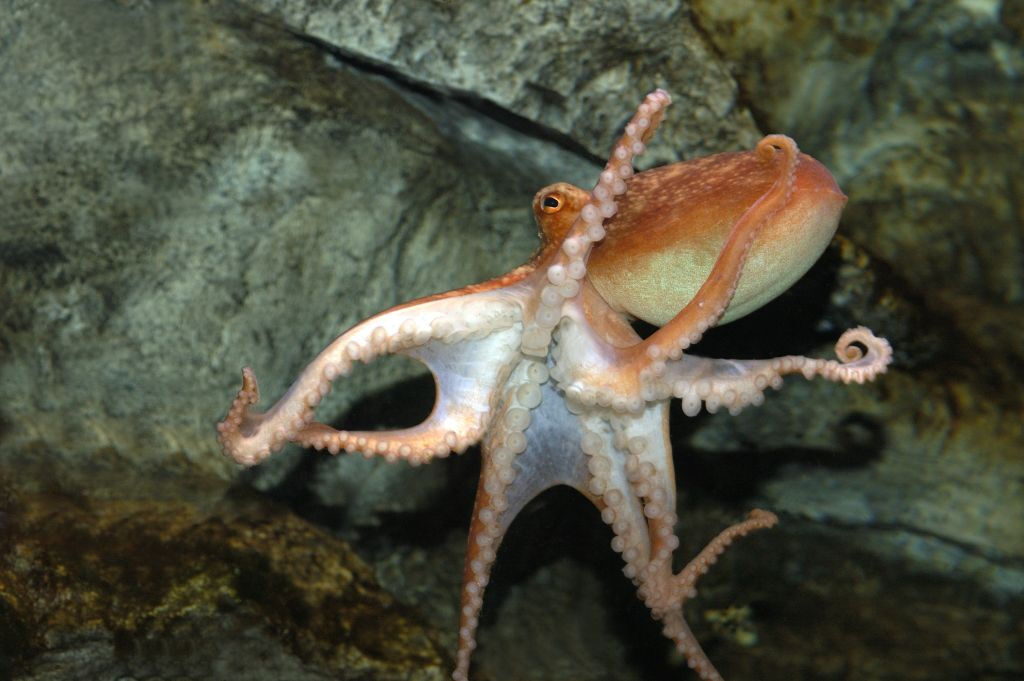 Aquário SEA LIFE Paris