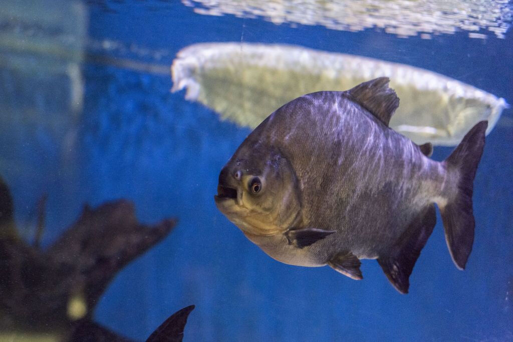 Aquário SEA LIFE Paris