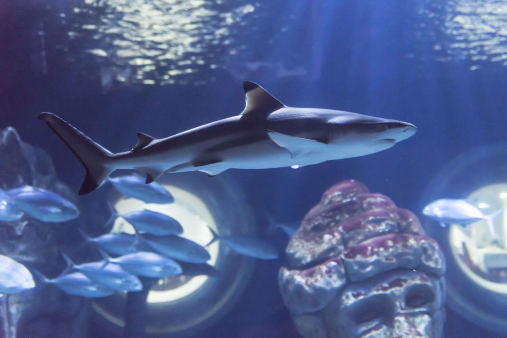 Aquário SEA LIFE Paris