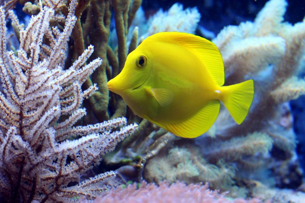 Aquário SEA LIFE Paris