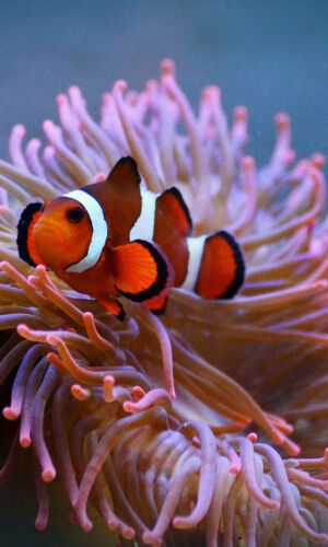 SEA LIFE Paris Aquarium