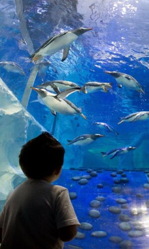 Seaquarium du Grau-du-Roi: Billet d'entrée